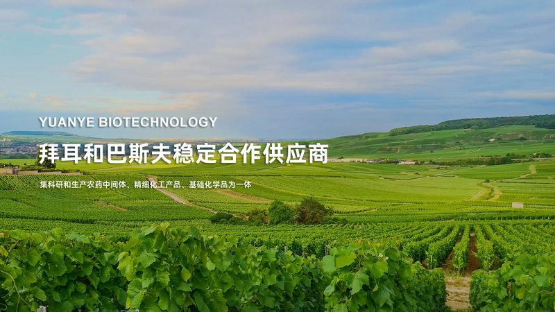洗衣液中的酶：清洁背后的科技力量**